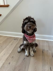 Infectious personality and smart Labradoodle who loves her family and friends.
